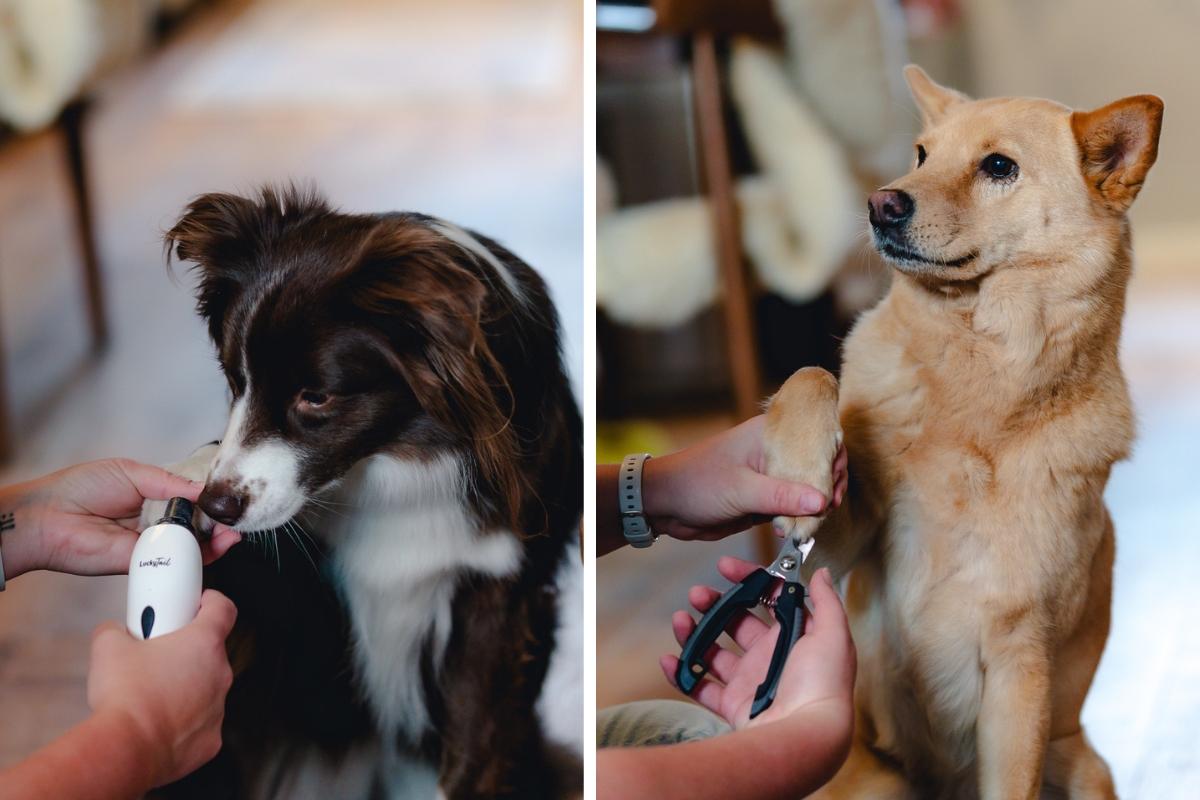 Dog clipper