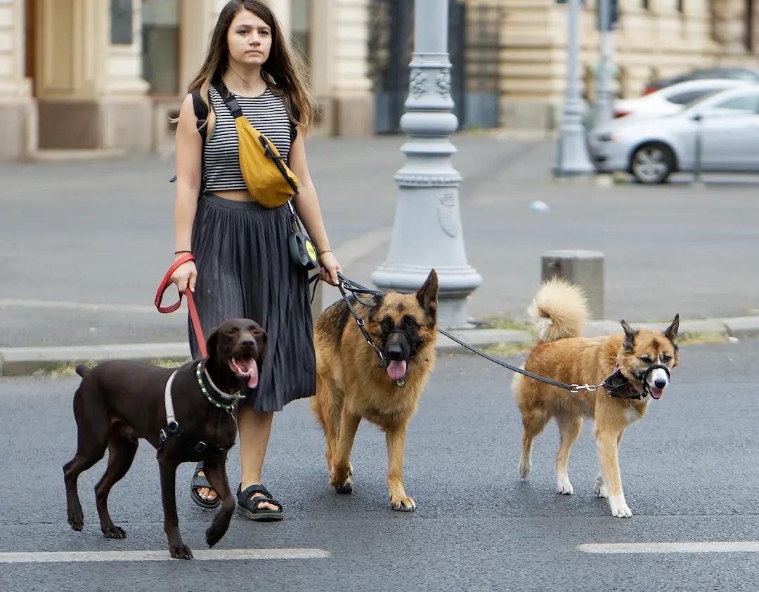  Start a dog walking or pet sitting business 